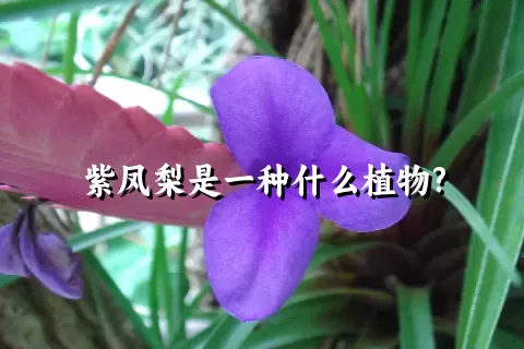 紫凤梨是一种什么植物?