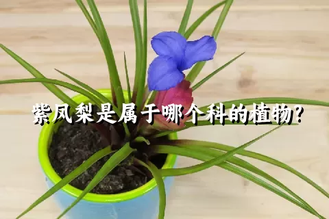 紫凤梨是属于哪个科的植物?