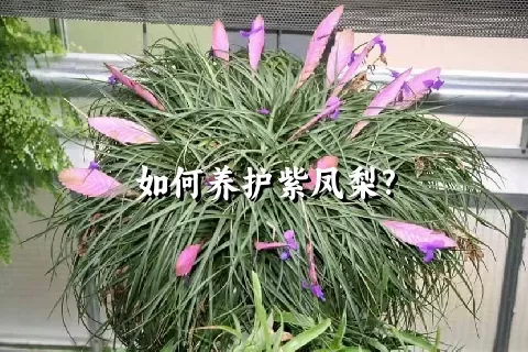 如何养护紫凤梨?