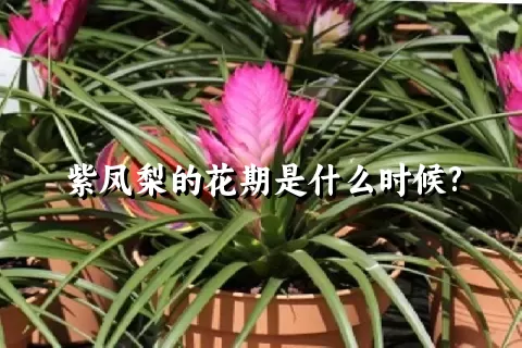 紫凤梨的花期是什么时候?