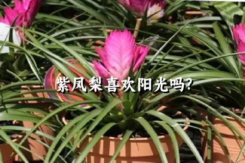 紫凤梨喜欢阳光吗?