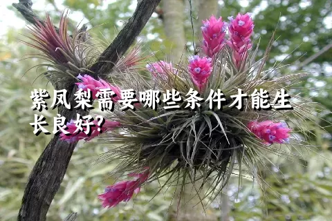 紫凤梨需要哪些条件才能生长良好?