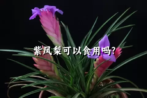 紫凤梨可以食用吗?