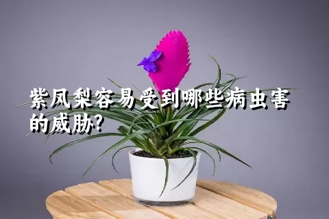 紫凤梨容易受到哪些病虫害的威胁?