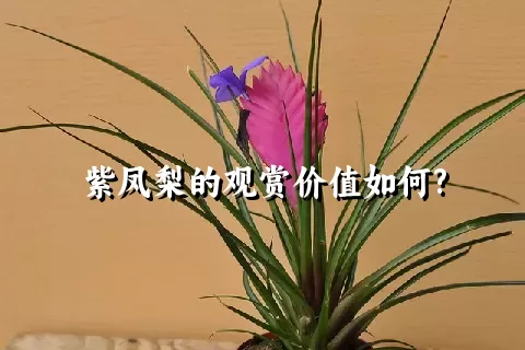 紫凤梨的观赏价值如何?