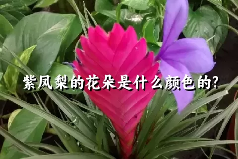 紫凤梨的花朵是什么颜色的?