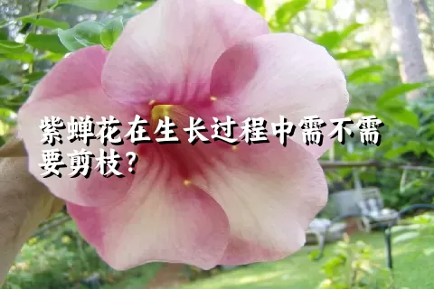 紫蝉花在生长过程中需不需要剪枝？