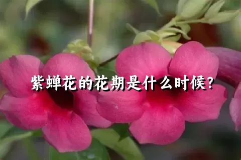 紫蝉花的花期是什么时候？