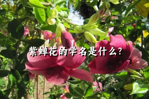 紫蝉花的学名是什么？