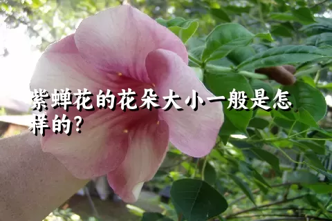 紫蝉花的花朵大小一般是怎样的？