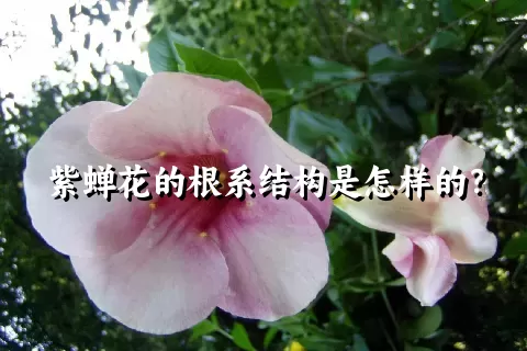 紫蝉花的根系结构是怎样的？