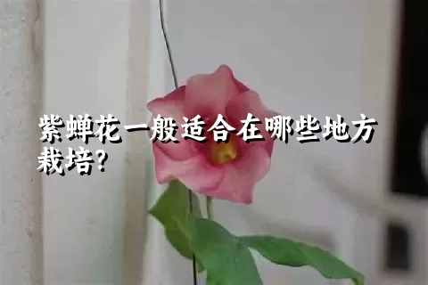 紫蝉花一般适合在哪些地方栽培？