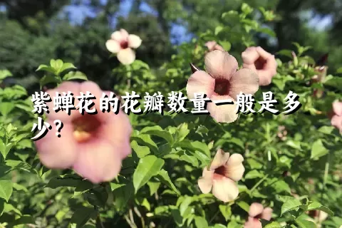 紫蝉花的花瓣数量一般是多少？