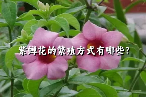 紫蝉花的繁殖方式有哪些？