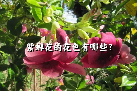 紫蝉花的花色有哪些？