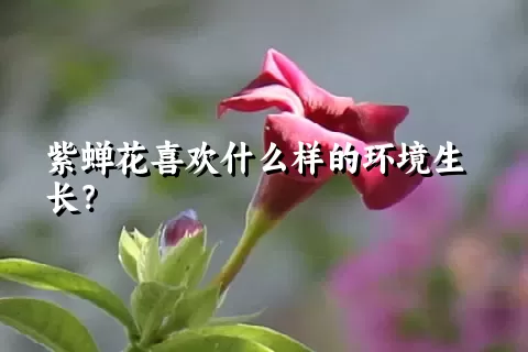 紫蝉花喜欢什么样的环境生长？