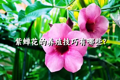 紫蝉花的养殖技巧有哪些？