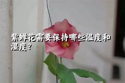 紫蝉花需要保持哪些温度和湿度？