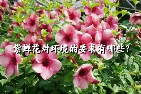 紫蝉花对环境的要求有哪些？