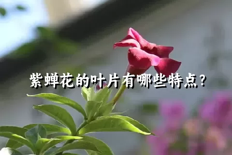 紫蝉花的叶片有哪些特点？