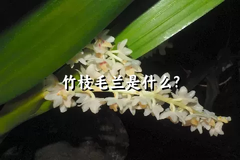 竹枝毛兰是什么?