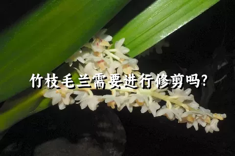 竹枝毛兰需要进行修剪吗?