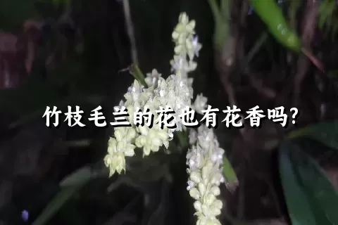 竹枝毛兰的花也有花香吗?