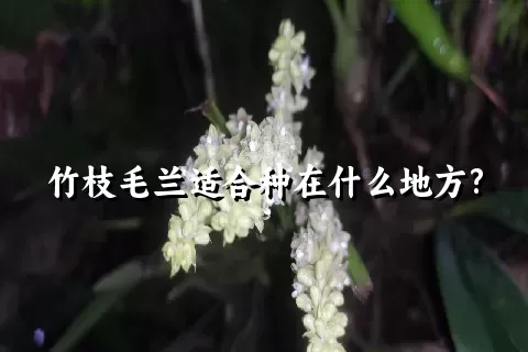 竹枝毛兰适合种在什么地方?