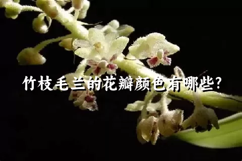 竹枝毛兰的花瓣颜色有哪些?