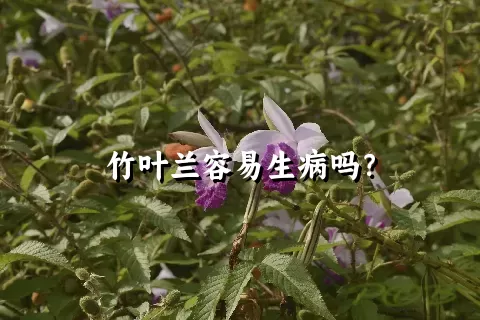 竹叶兰容易生病吗？