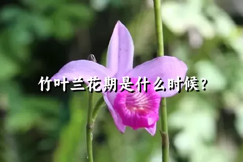 竹叶兰花期是什么时候？