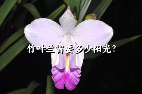 竹叶兰需要多少阳光？