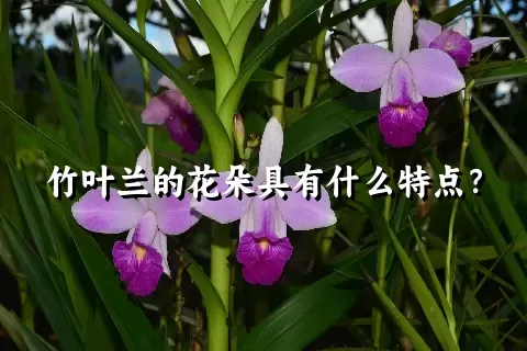 竹叶兰的花朵具有什么特点？