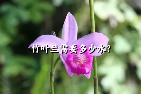 竹叶兰需要多少水？