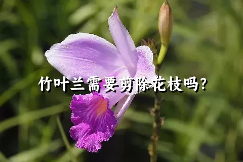 竹叶兰需要剪除花枝吗？