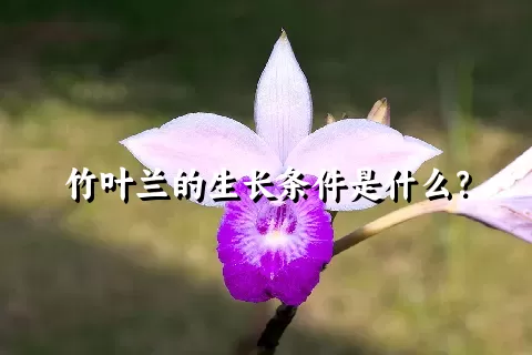 竹叶兰的生长条件是什么？