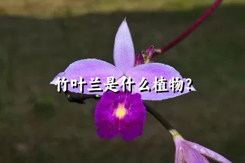 竹叶兰是什么植物？