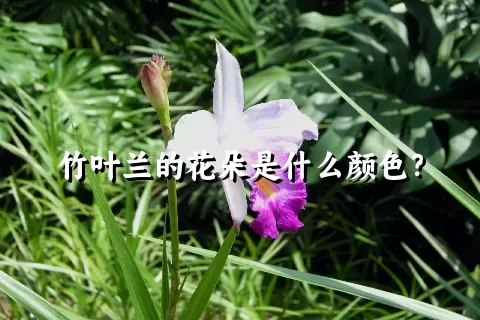 竹叶兰的花朵是什么颜色？