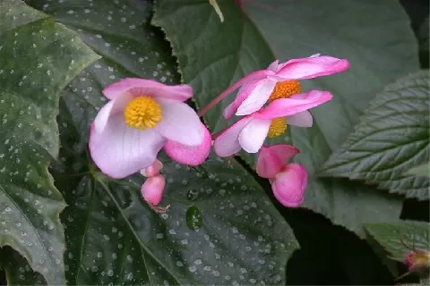 竹节秋海棠