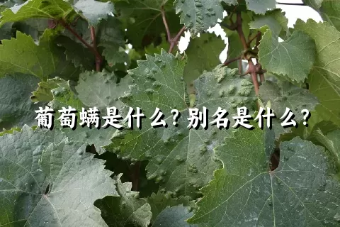 葡萄螨是什么？别名是什么？