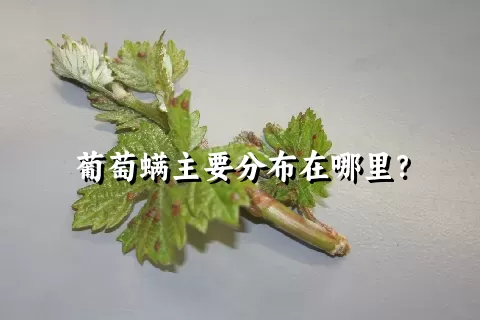 葡萄螨主要分布在哪里？