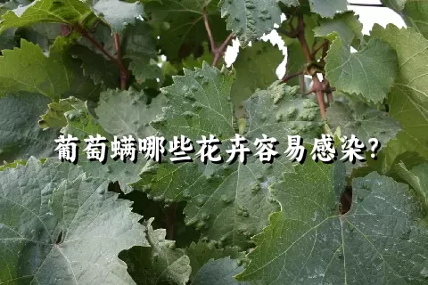 葡萄螨哪些花卉容易感染？