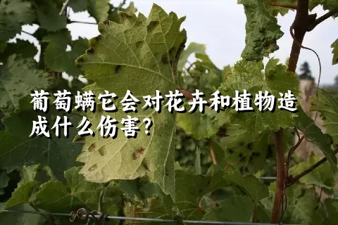 葡萄螨它会对花卉和植物造成什么伤害？