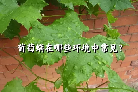 葡萄螨在哪些环境中常见？