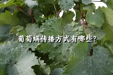 葡萄螨传播方式有哪些？