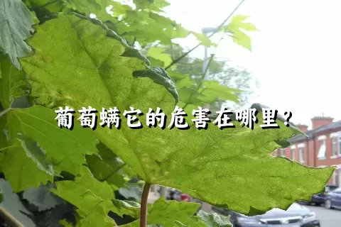 葡萄螨它的危害在哪里？