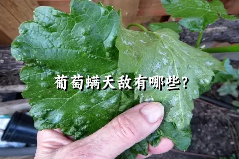 葡萄螨天敌有哪些？