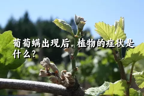 葡萄螨出现后，植物的症状是什么？