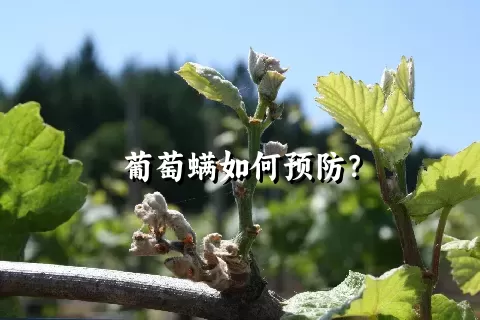 葡萄螨如何预防？