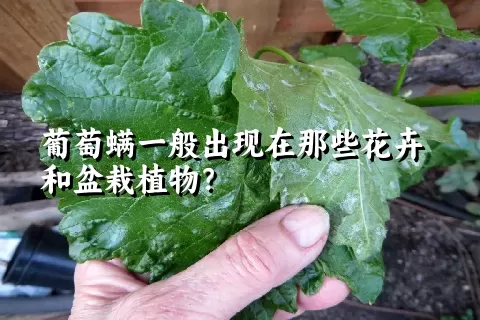 葡萄螨一般出现在那些花卉和盆栽植物？